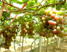 河南商丘市大无核等各品种葡萄及葡萄苗