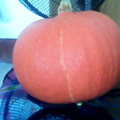 球形，红色或橘红色的金红福、金红冠等