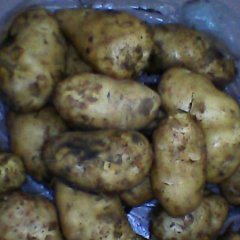 辽宁葫芦岛绥中小庄子优质土豆大量上市