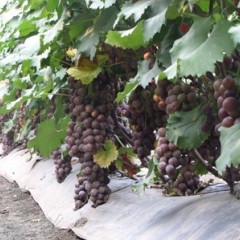 山东省济宁市特产-长沟大葡萄