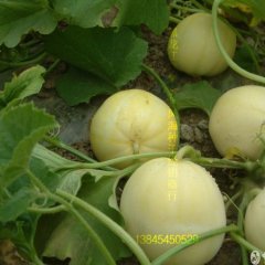 黑龙江香瓜 黑龙江西瓜 黑龙江菇娘