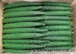 山东聊城市莘县鲁西黄瓜基地供应优质黄瓜