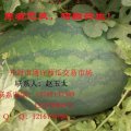 开封西瓜赵玉泰代办 有籽西瓜 无籽西瓜