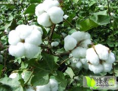 伍庙社区棉花8月下旬正式上市,保质保量