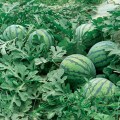河南开封范村乡西瓜大量上市  周新来