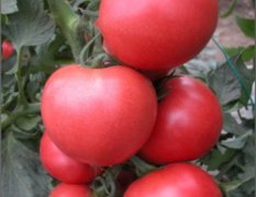 宁夏贺兰县盛旺果蔬产销专业合作社优质番茄