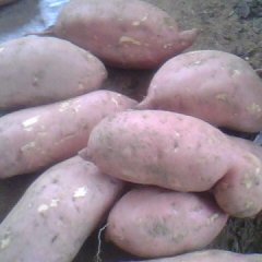 泰安良庄镇大量的菜地瓜、山药上市了