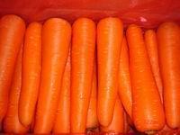 河南开封通许三红萝卜供应全国上货量百万
