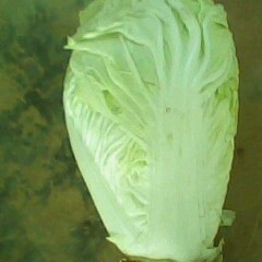 通许无公害白菜上市