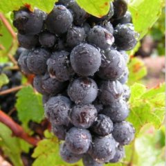 邯郸地区大量巨峰葡萄上市