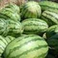 内蒙古通辽 辽宁新民沙地西瓜代办