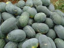 湖北省大量供应各种优质西瓜