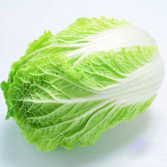 河南商丘大白菜上市 {很便宜}