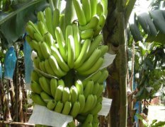 遂溪，硇洲岛，湛江香蕉大量上市了，五毛一市斤
