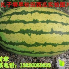 甘肃会宁砂田西瓜：扎子塬赵首章