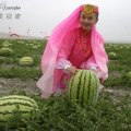 选购宁夏硒砂瓜者请与本人联系