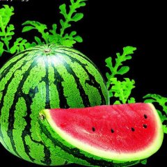 黑龙江双城陆地西瓜大量上市