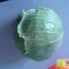 湖北嘉鱼中甘21:绿缘.优胜者.303