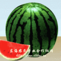 黑皮瓜 无籽西瓜 花瓜 代收 代销