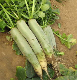 三仓镇周晓波 福建省白萝卜11月新上市至次年五月份 菏泽市沙土镇韩国