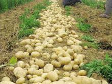 大量供应优质土豆