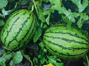 奥霸七西瓜火热供应中