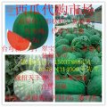 通许西瓜，通许西瓜