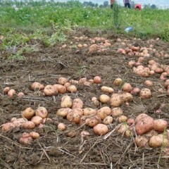 甘肃靖远县大量供应新鲜马铃薯