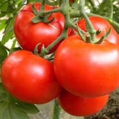 甘肃靖远县大量供应粉果西红柿