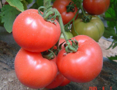 优质大田西红柿（番茄）