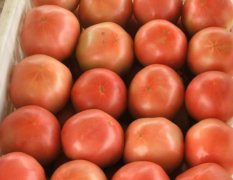 供应优质大田粉色西红柿（番茄）