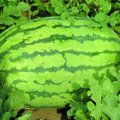 新疆西瓜大量供应、量大从优