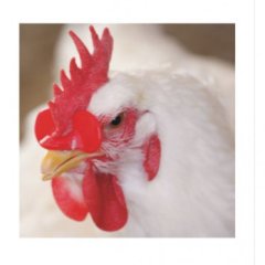 防鸡打架啄毛用的鸡眼镜