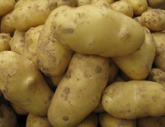 优质马铃薯种薯，内蒙古量丰薯业