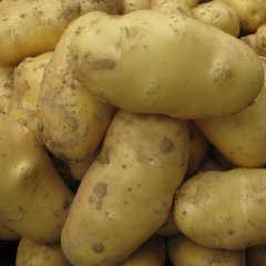 优质马铃薯种薯，内蒙古量丰薯业