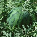京欣双星系列西瓜大量上市