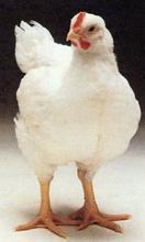 白羽肉鸡 本人自己养殖