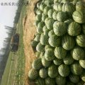 昌吉市专业长期稳定代销、供应西瓜。