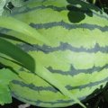 吉林省大量代够西瓜