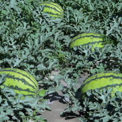 供应旱砂田西瓜