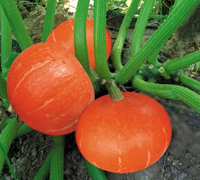 大量日本红蜜南瓜
