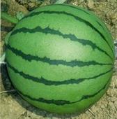 常年供应京欣吊瓜