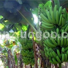 南宁西乡塘区双定镇香蕉代收服务