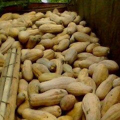 密本南瓜上车0..25-0.27大量供应