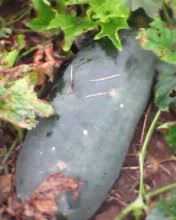 黑皮冬瓜7月上市，现在密本南瓜上市上车