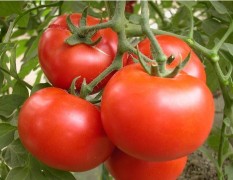 以色列西红柿，各种蔬菜