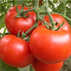 以色列西红柿，各种蔬菜