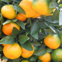 寻乌蜜橘特早熟开始上市