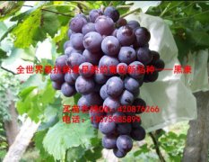 黑康葡萄苗供应，黑康葡萄种苗，最早熟的葡萄