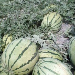 夏季瓜果之王----西瓜（扎子塬旱沙地西瓜销售）